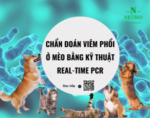 Chan-doan-benh-ky-sinh-trung-mau-o-cho-bang-ky-thuat-Real-time-PCR