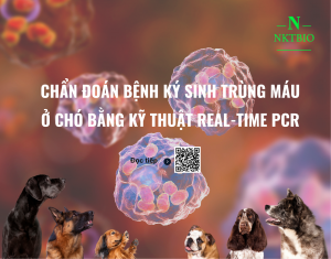 Chẩn đoán bệnh ký sinh trùng máu ở chó bằng kỹ thuật Real-time PCR