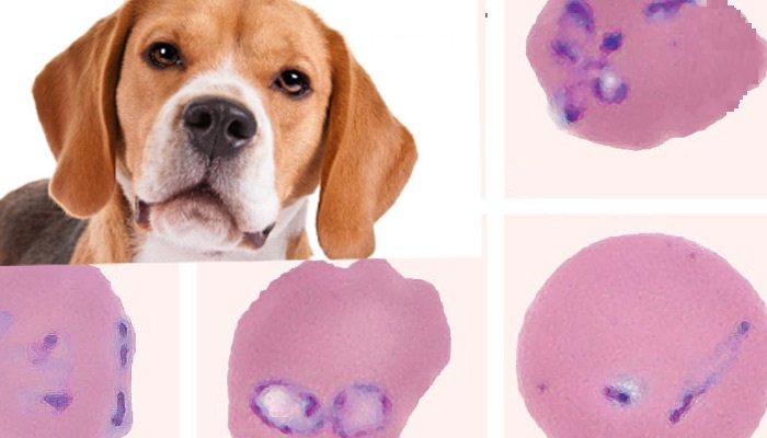 Xét nghiệm chẩn đoán ký sinh trùng Babesia ở chó