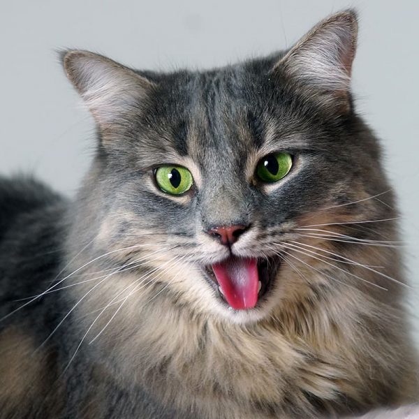 Các Bệnh Thường Gặp Ở Mèo Con - Những Thách Thức Đáng Lo Ngại Trong Chăm Sóc