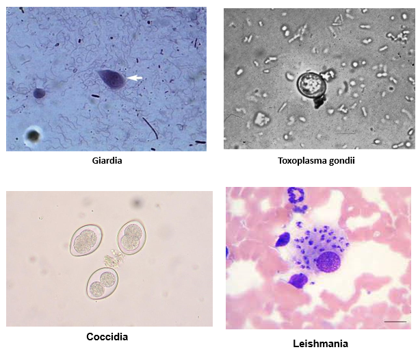 Hình ảnh các vi sinh vật đơn bào (Protozoa) phổ biến gây bệnh ở chó/mèo